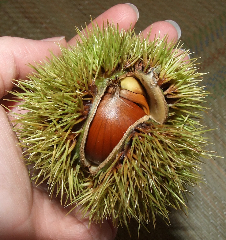 tennis sized balls of spiky terror