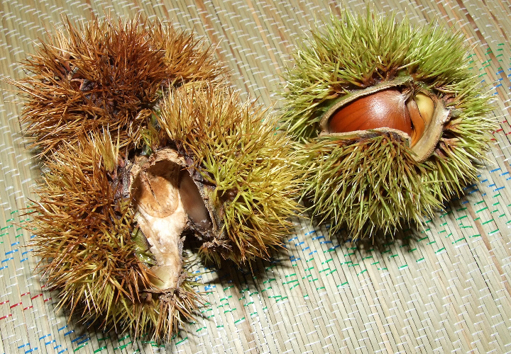 Japanese chestnuts